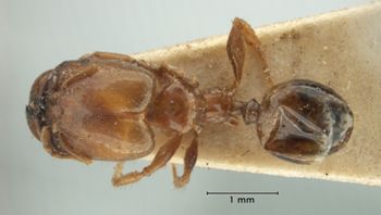Media type: image;   Entomology 31100 Aspect: habitus dorsal view